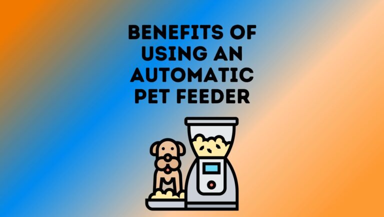 5 Benefits of Using an Automatic Pet Feeder for Your Cat