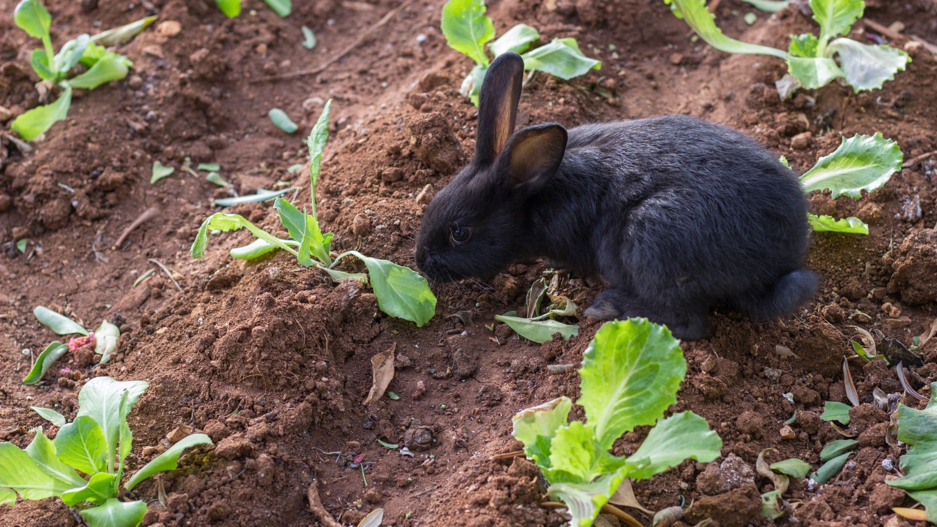 Can Rabbits Eat Kale? Our Complete Guide Pet Feeder Tips
