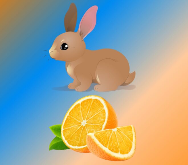 Can Rabbits Eat Oranges? Our Guide and Answers
