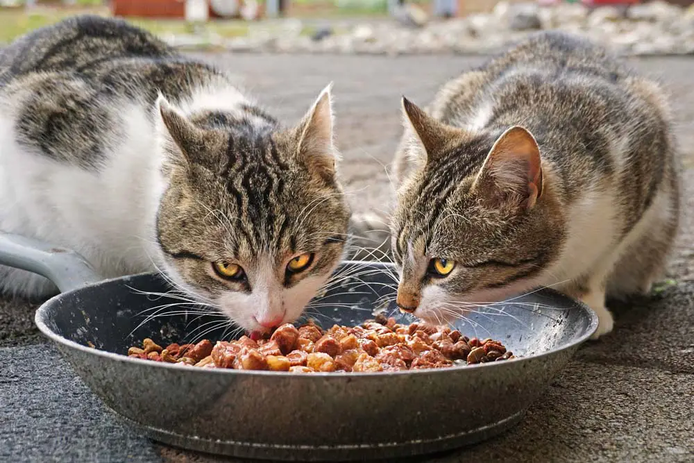 how long can you leave wet cat food out