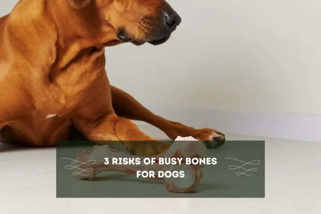 3 Risks of Busy Bones for Dogs