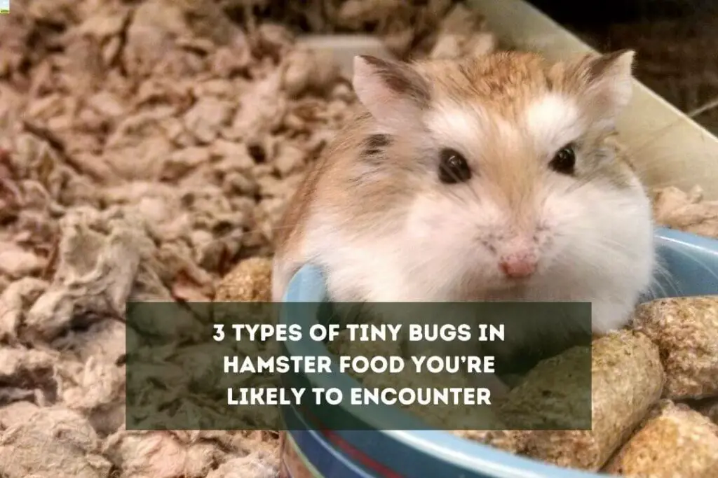 Tiny Bugs in Hamster Food