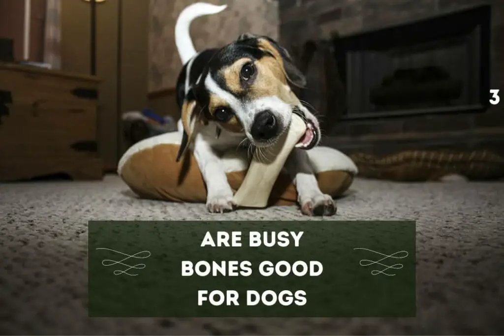 Are Busy Bones Good for Dogs An InDepth Look at the Benefits and