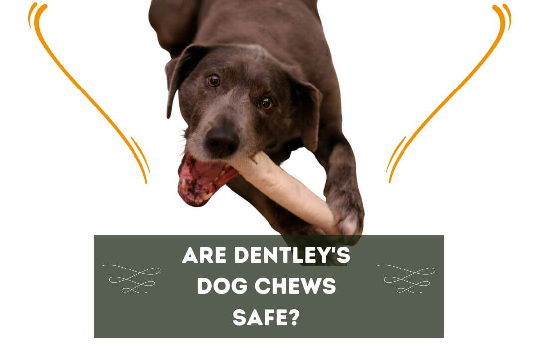 Are Dentley's Dog Chews Safe?