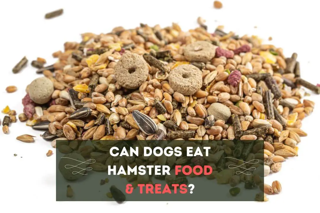 Can Dogs Eat Hamster Food