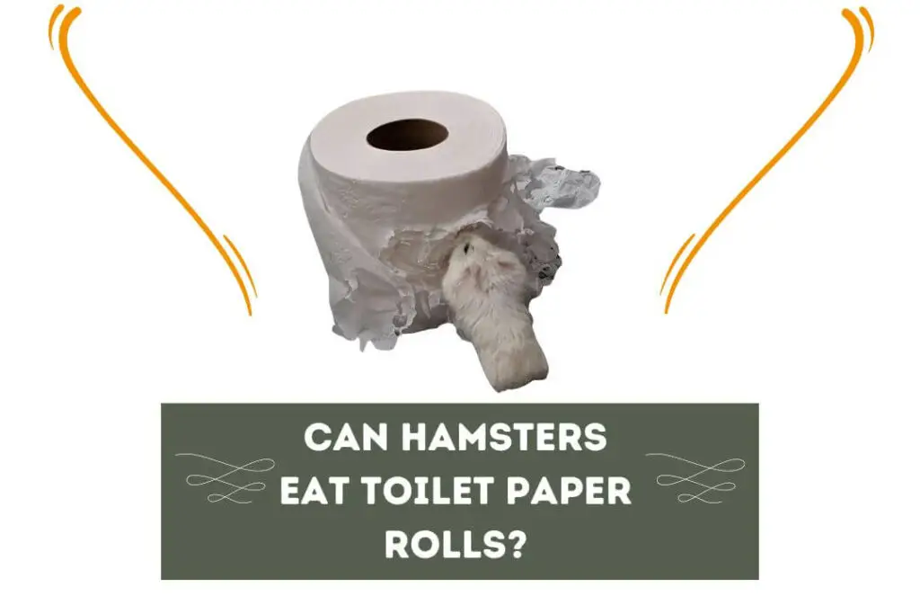 Can Hamsters Eat Toilet Paper Rolls? (3 Risks) Pet Feeder Tips