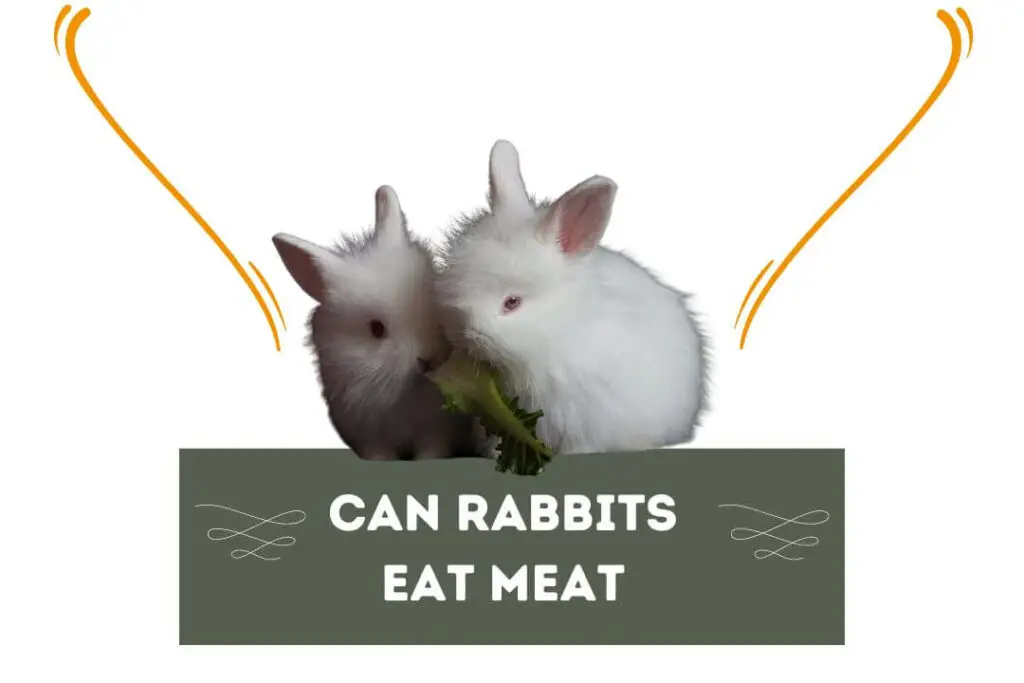 Can Rabbits Eat Meat? '5 Risks' Pet Feeder Tips