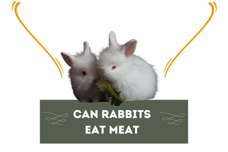 Can Rabbits Eat Meat? ‘5 Risks’