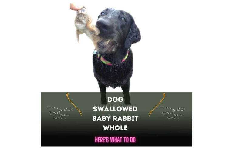 Dog Swallowed Baby Rabbit Whole: What To Do & Know