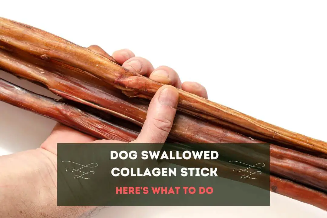 Dog Swallowed Collagen Stick