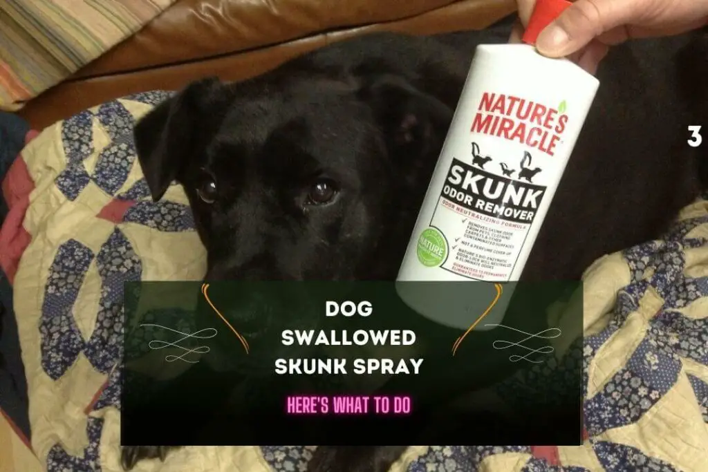 Dog Swallowed Skunk Spray 5 Do's, 7 Risks, & 3 Tips
