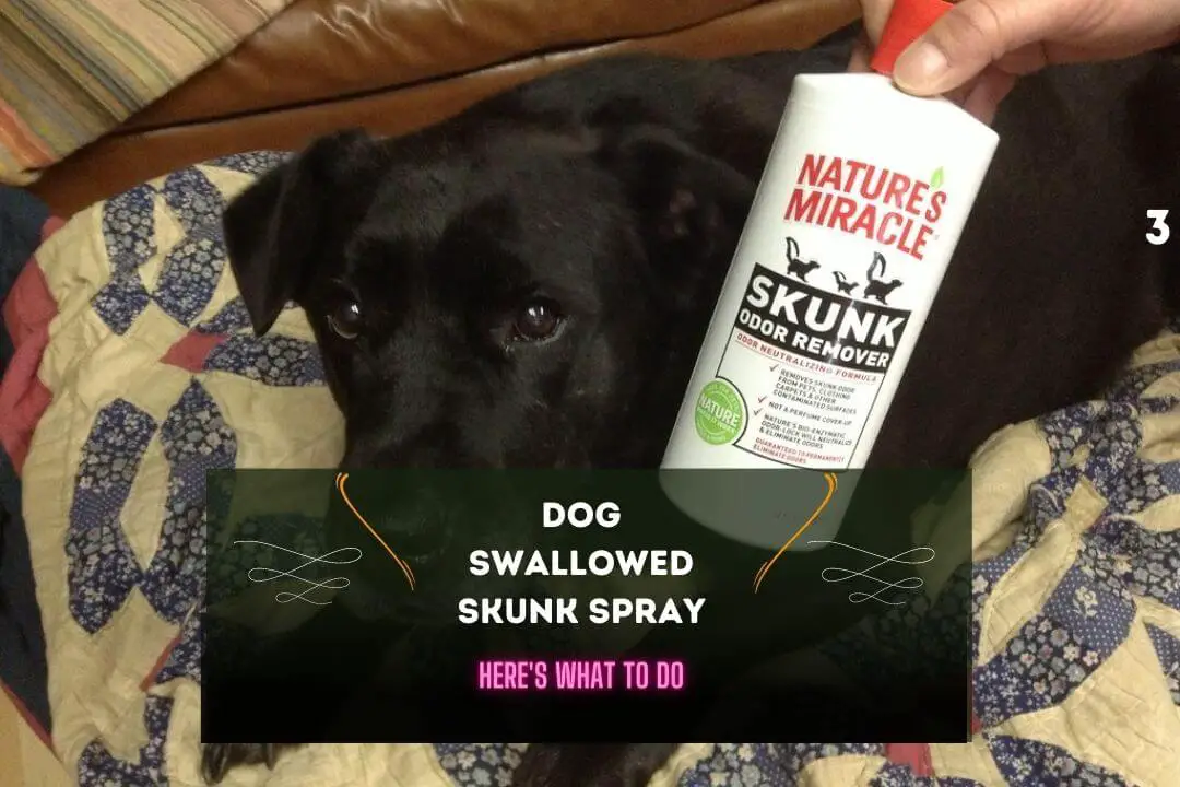 Dog Swallowed Skunk Spray