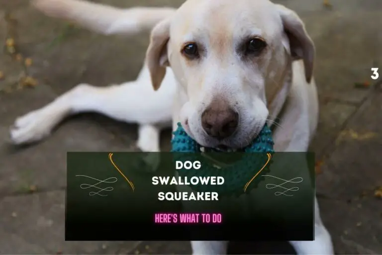 Dog Swallowed Squeaker: Here’s What to Do