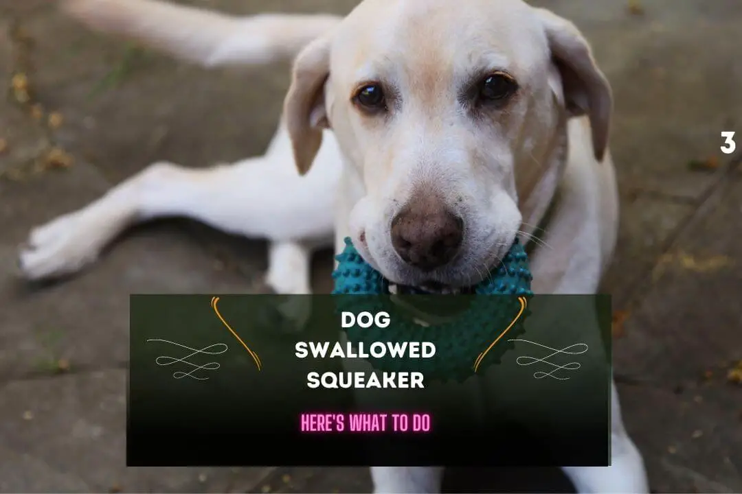 Dog Swallowed Squeaker