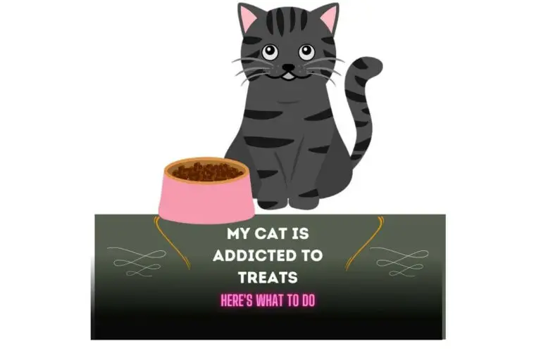 My Cat Is Addicted To Treats: 5 Treatment Options