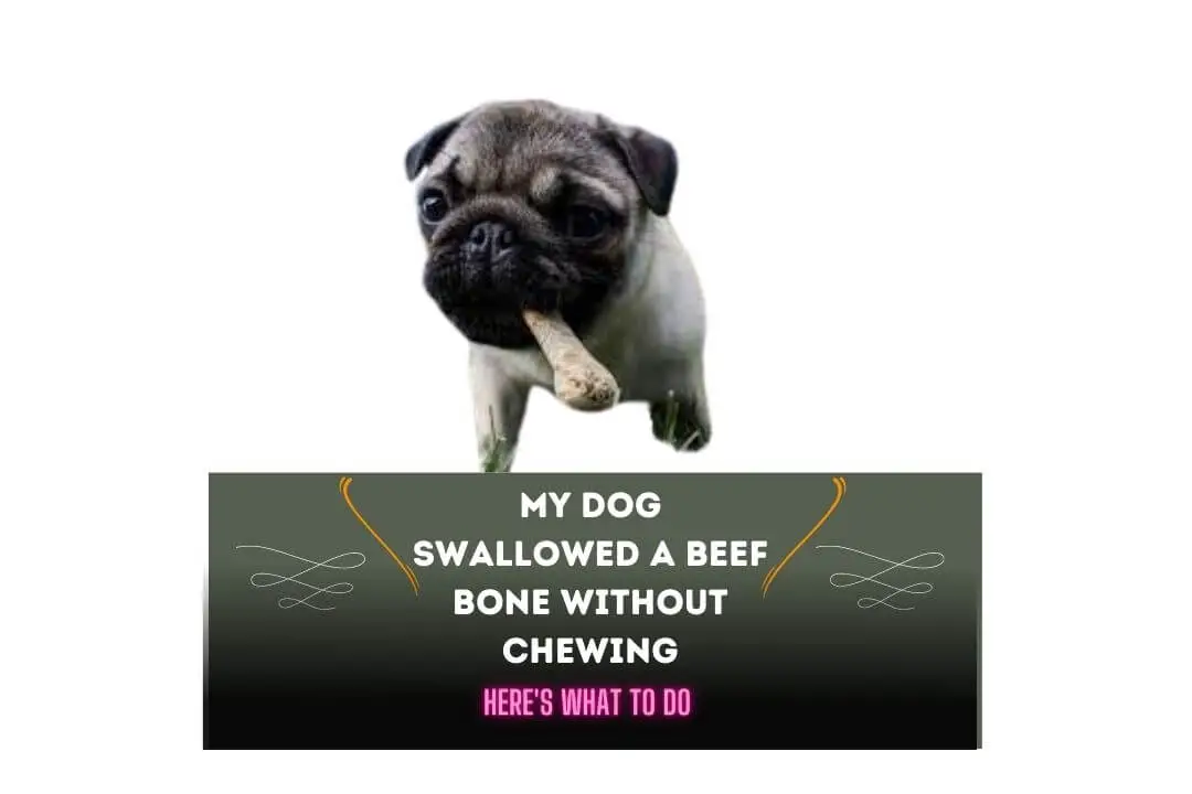 My Dog Swallowed a Beef Bone Without Chewing