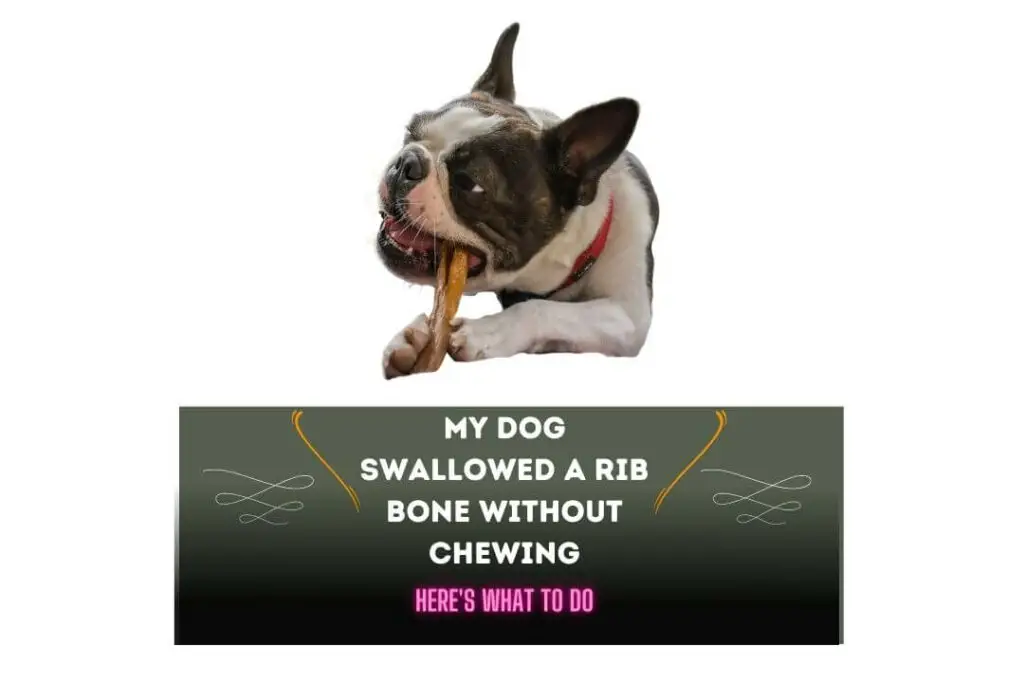 My Dog Swallowed A Rib Bone Without Chewing 5 Immediate Steps To Take