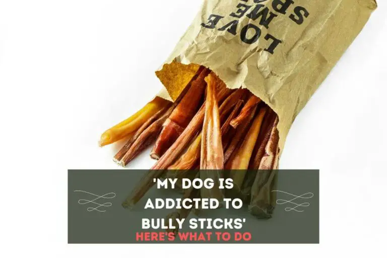 My Dog is Addicted to Bully Sticks: 5 Reasons