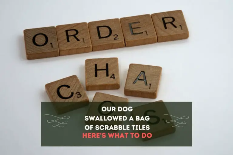 Our Dog Swallowed A Bag Of Scrabble Tiles: 3 Risks