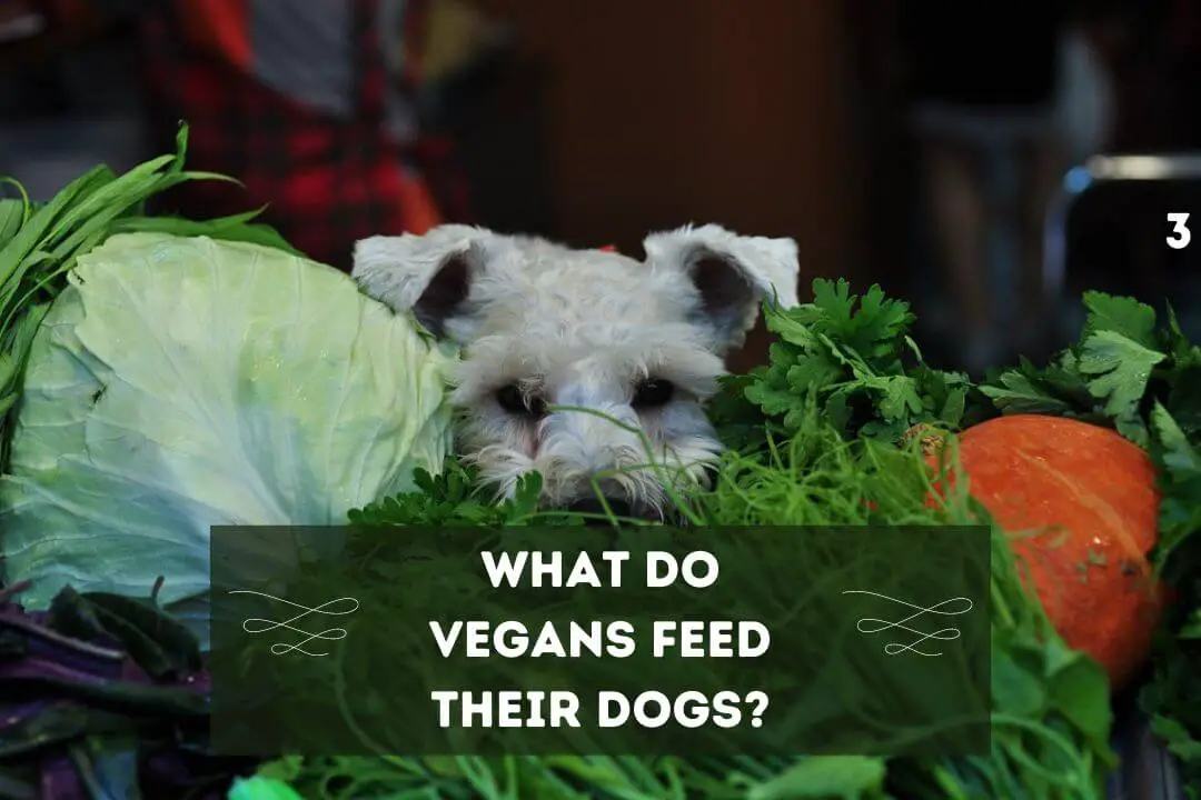 What Do Vegans Feed Their Dogs? Can Vegans Have Dogs? Pet Feeder Tips