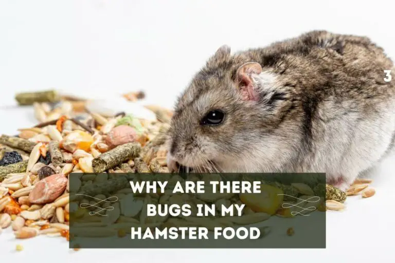 Why Are There Bugs In My Hamster Food: 5 Possible Reasons