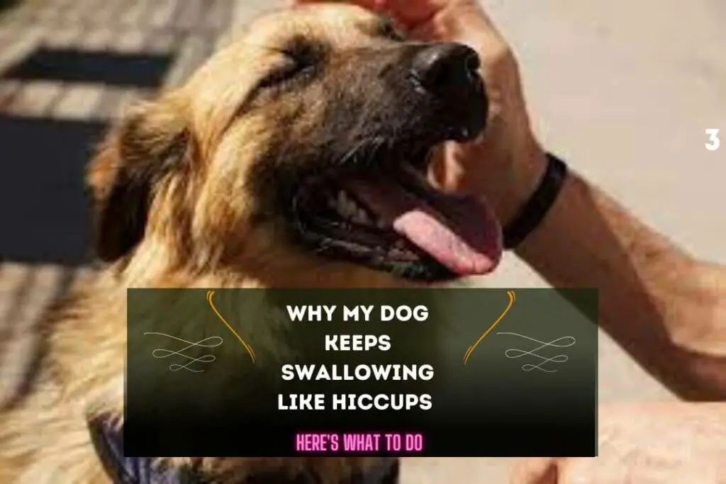 Why My Dog Keeps Swallowing Like Hiccups Pet Feeder Tips