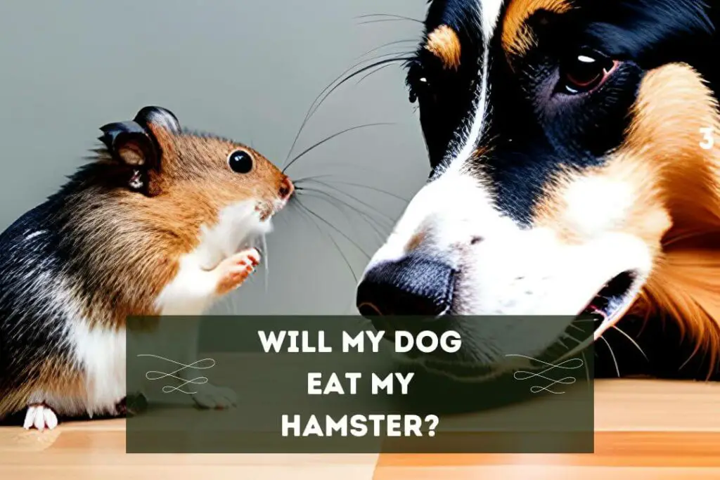 Will My Dog Eat My Hamster? (5 Critical Signs) Pet Feeder Tips