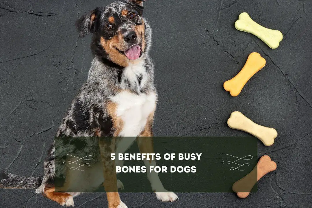 Are Busy Bones Good for Dogs An InDepth Look at the Benefits and