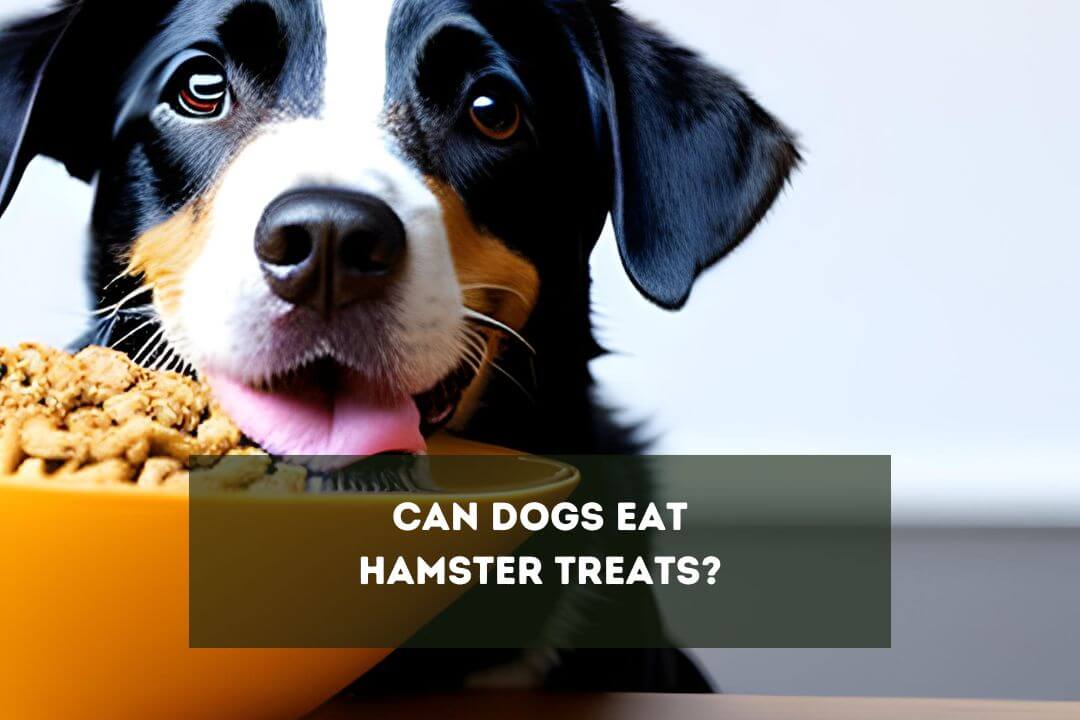 Can Dogs Eat Hamster Food? Or Treats? Pet Feeder Tips