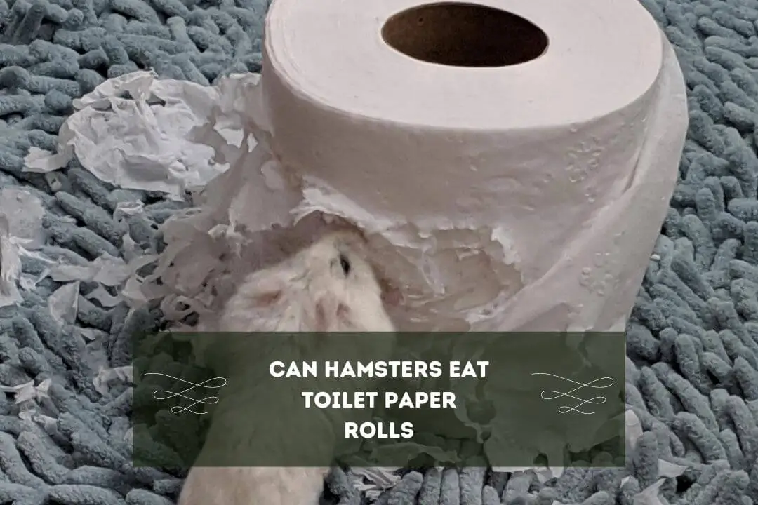 Can Hamsters Eat Toilet Paper Rolls? (3 Risks) Pet Feeder Tips