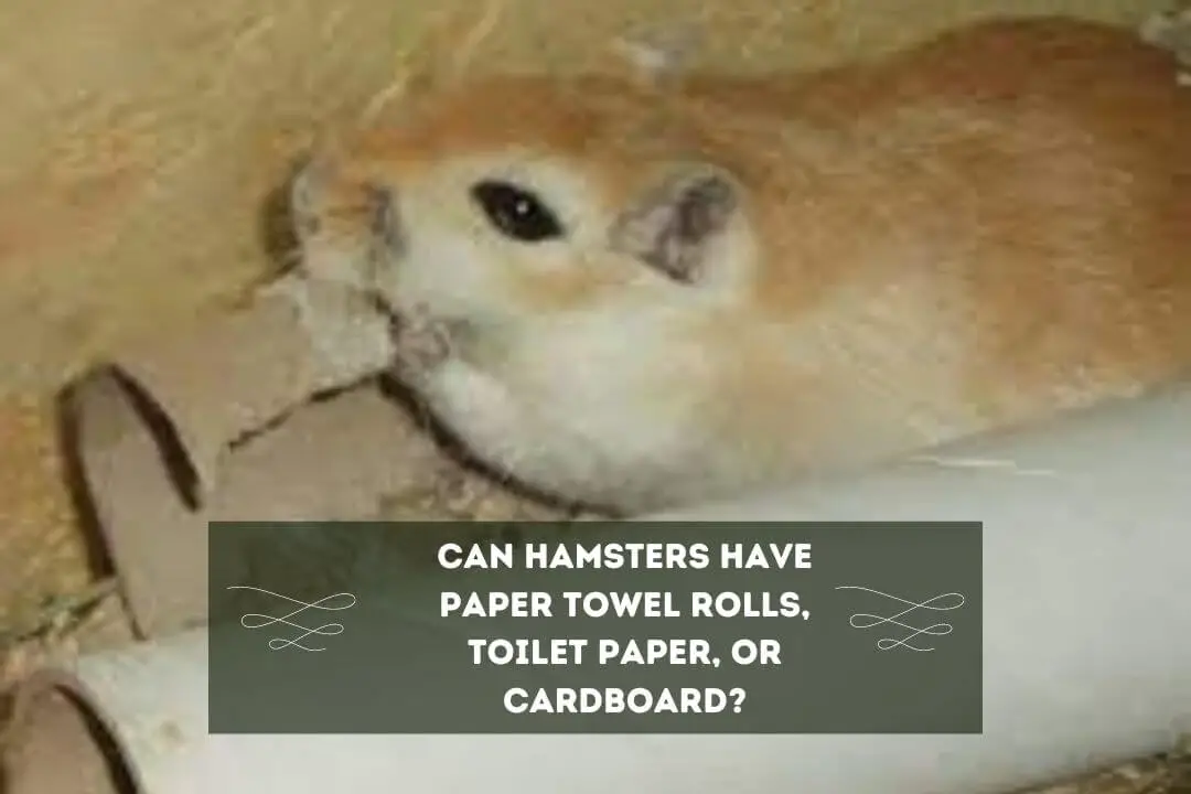 Can Hamsters Eat Toilet Paper Rolls? (3 Risks) Pet Feeder Tips