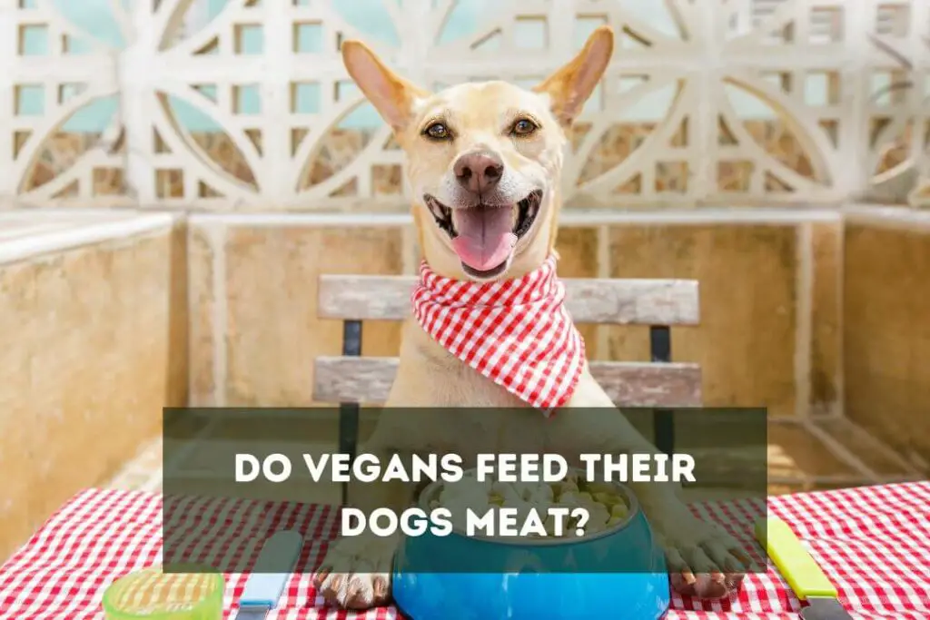 Do Vegans Feed Their Dogs Meat?