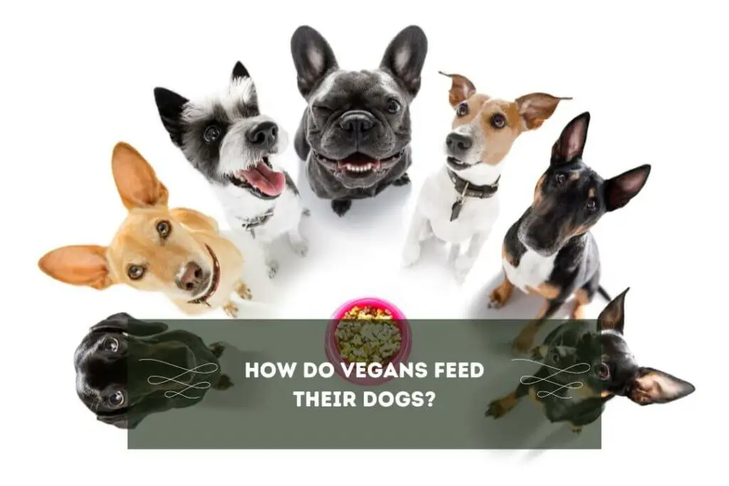 What Do Vegans Feed Their Dogs? Can Vegans Have Dogs? Pet Feeder Tips