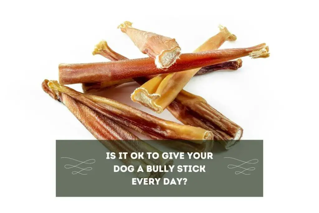 Is It OK To Give Your Dog A Bully Stick Every Day?