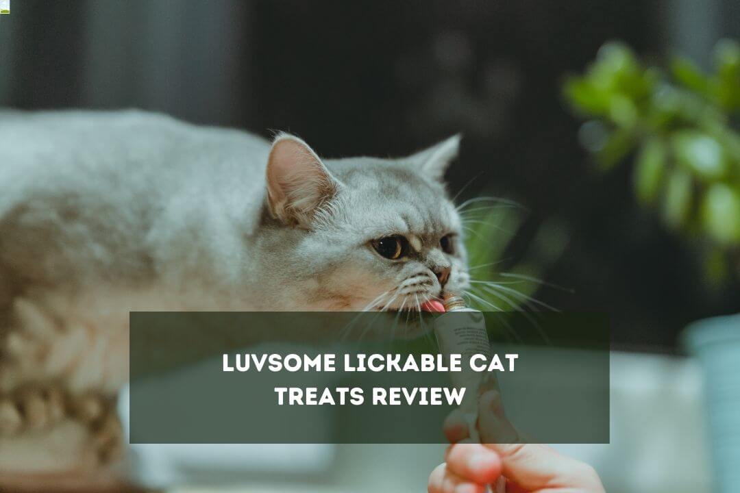Luvsome Cat Treats Review Ingredients, Flavour & 3 Precautions Pet