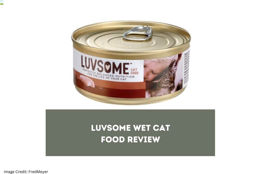 Luvsome Cat Food Review Pet Feeder Tips