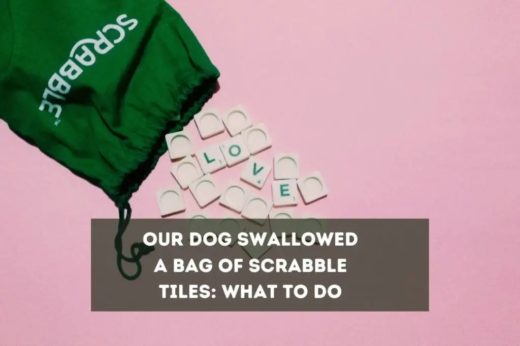 Our Dog Swallowed A Bag Of Scrabble Tiles: What To Do