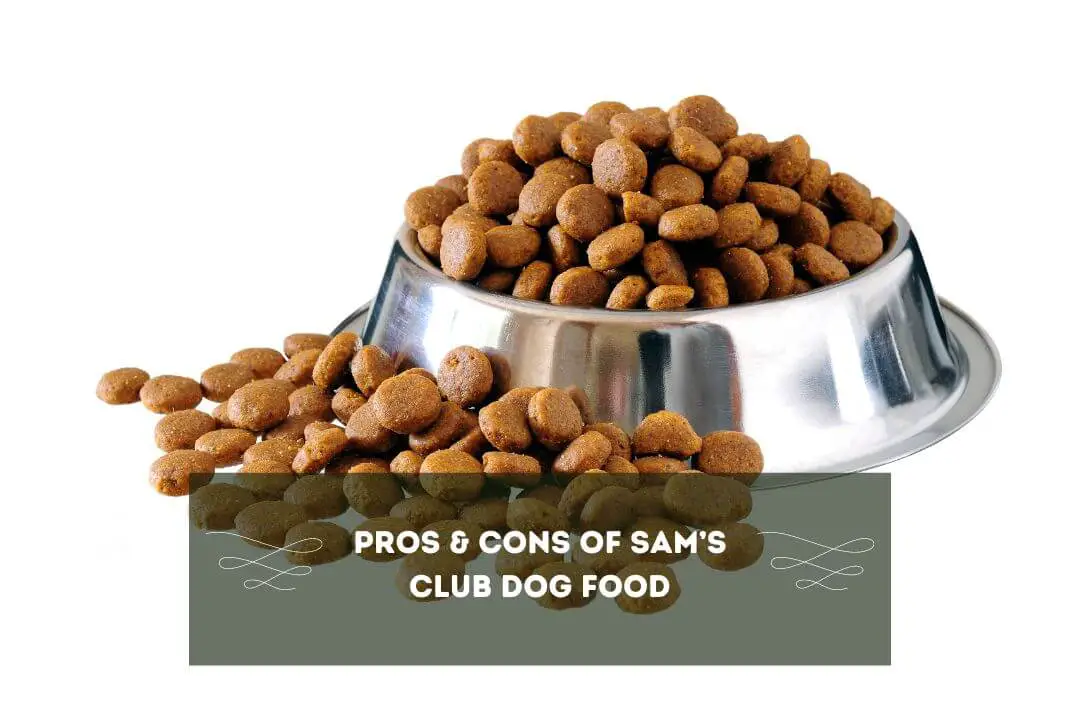 Is Sam's Club Dog Food Good? Pet Feeder Tips