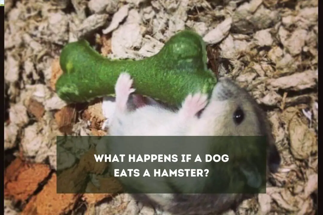 Will My Dog Eat My Hamster? (5 Critical Signs) Pet Feeder Tips
