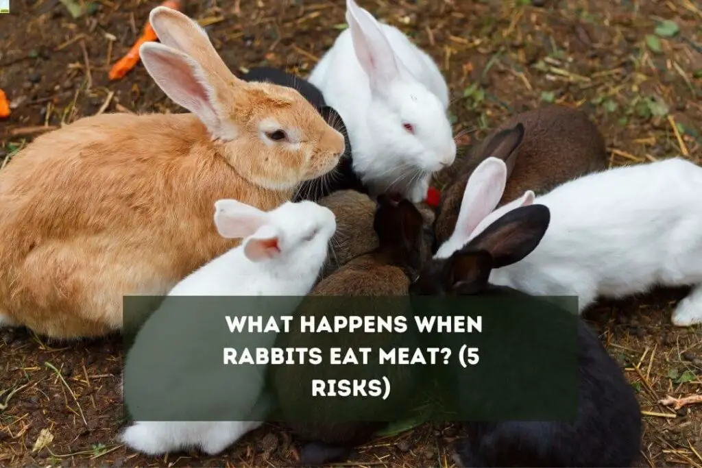 What Happens When Rabbits Eat Meat