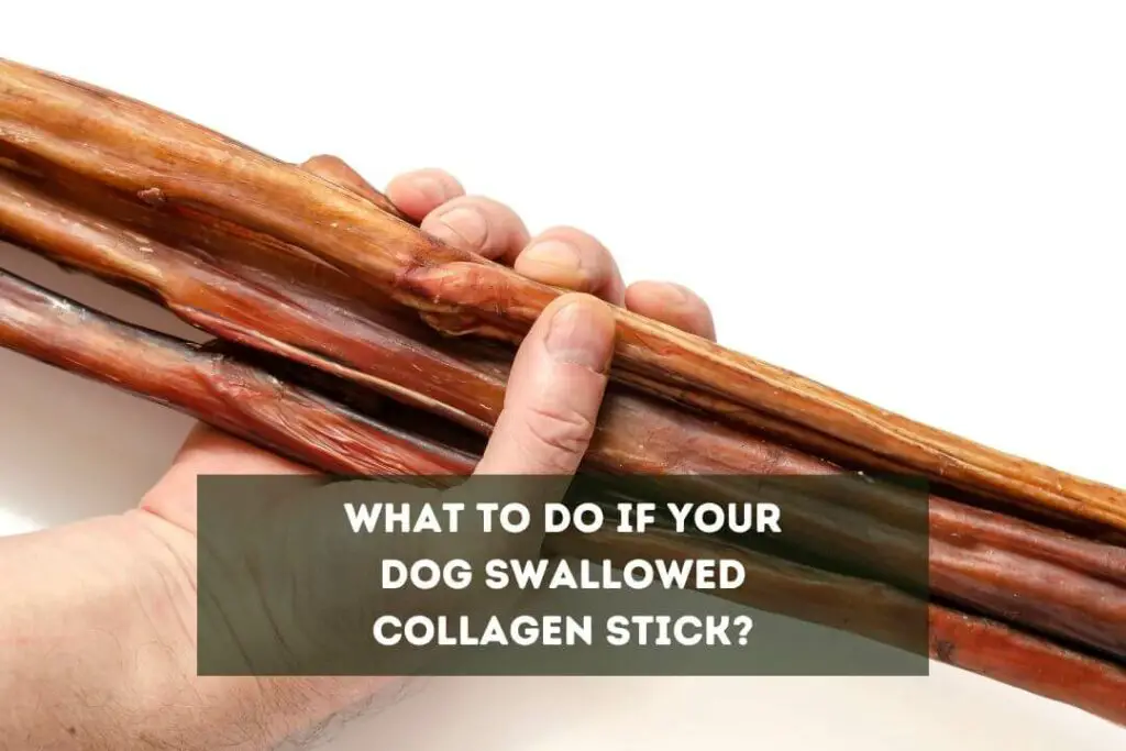 What to Do if Your Dog Swallowed Collagen Stick?