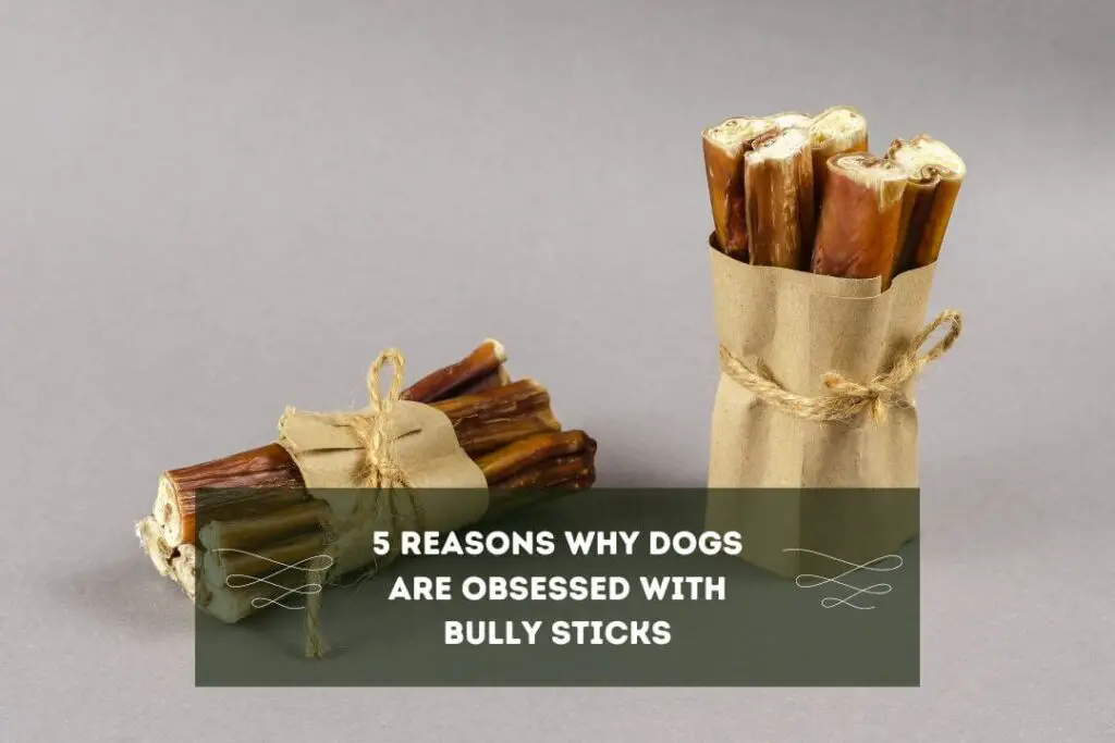 5 Reasons Why Dogs are Obsessed with Bully Sticks