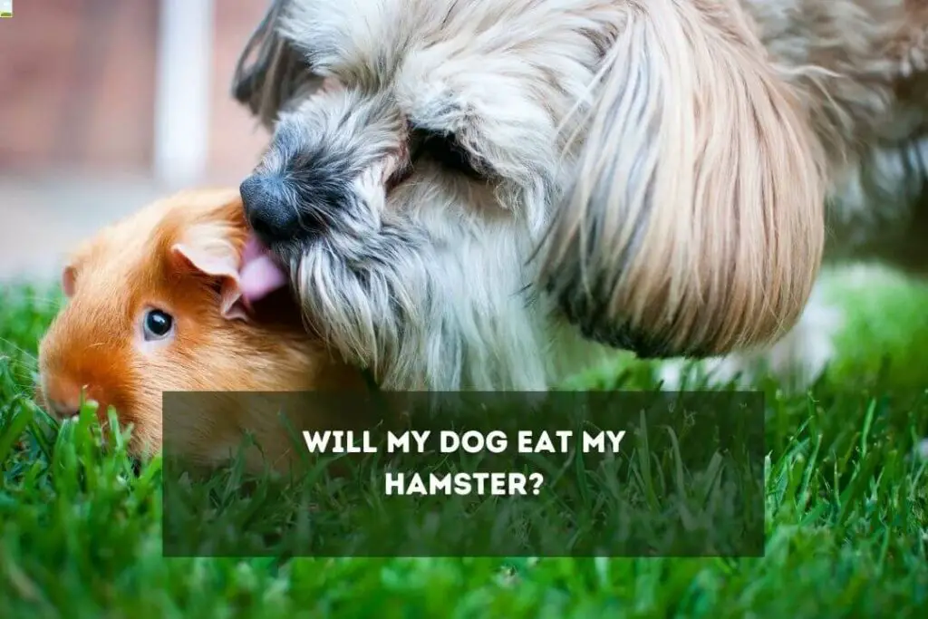 Will My Dog Eat My Hamster? 
