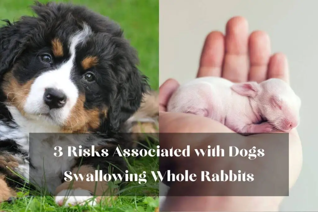 3 Risks Associated with Dogs Swallowing Whole Rabbits