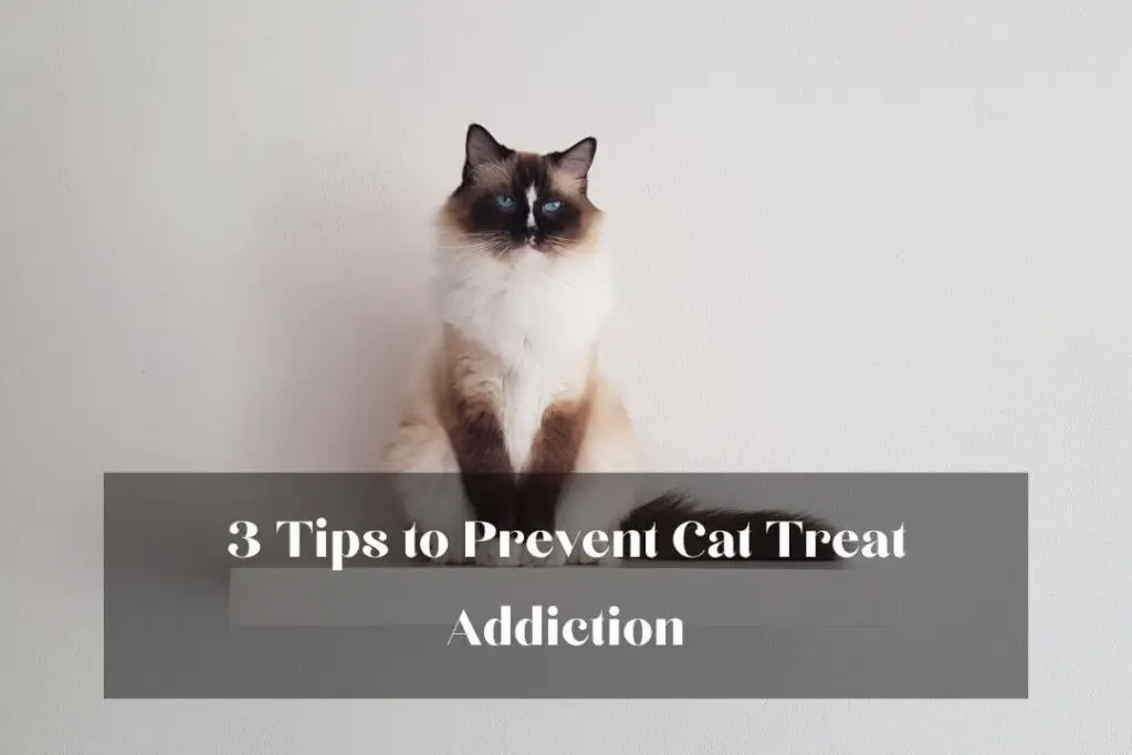 3 Tips to Prevent Cat Treat Addiction