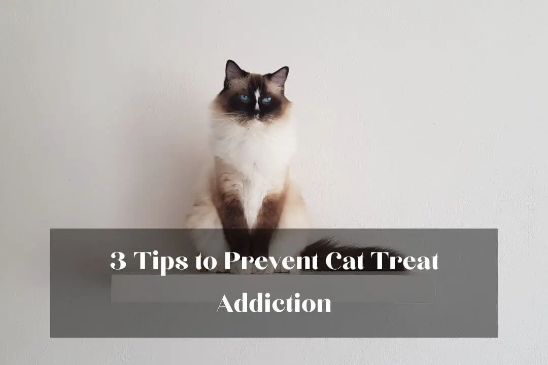 My Cat Is Addicted To Treats 5 Treatment Options