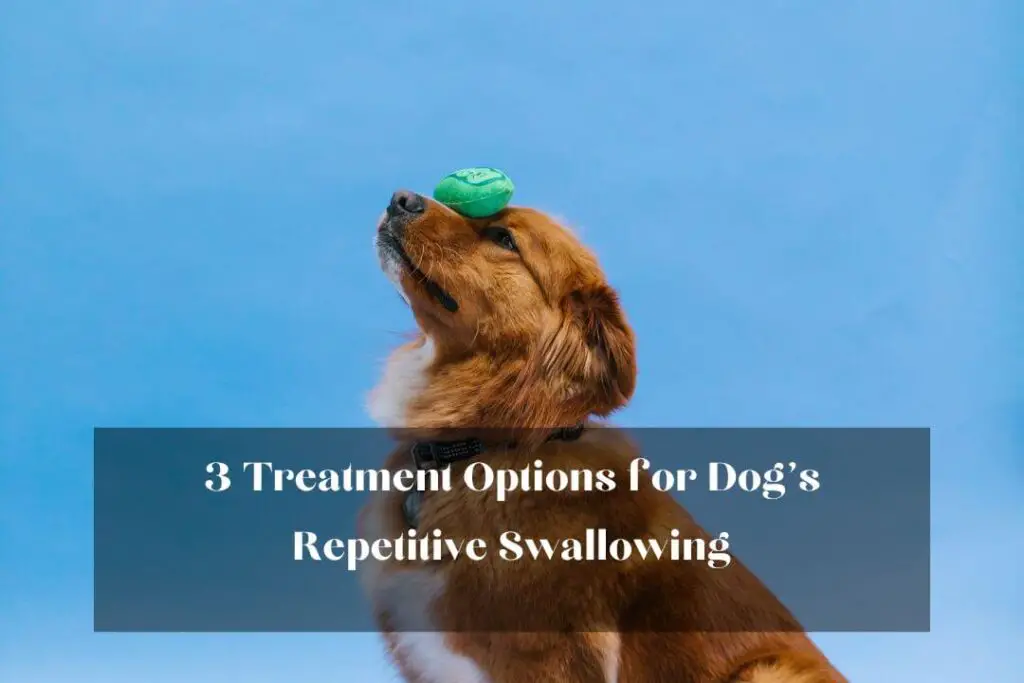 3 Treatment Options for Dog's Repetitive Swallowing