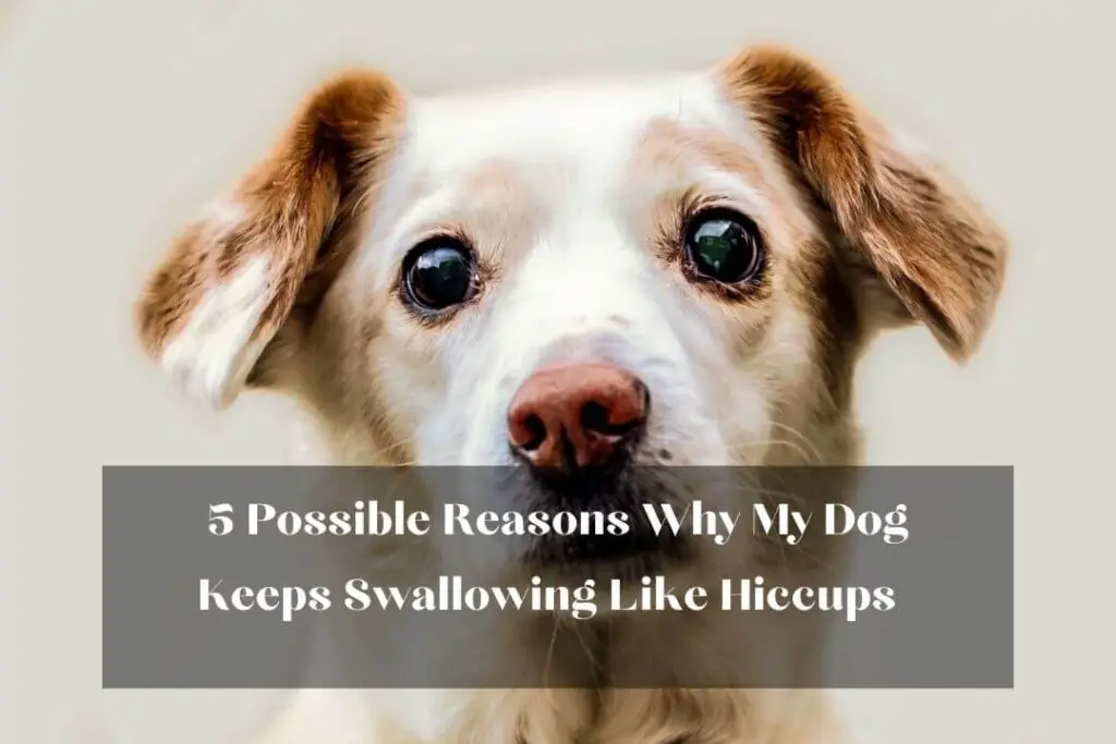 5 Possible Reasons Why My Dog Keeps Swallowing Like Hiccups