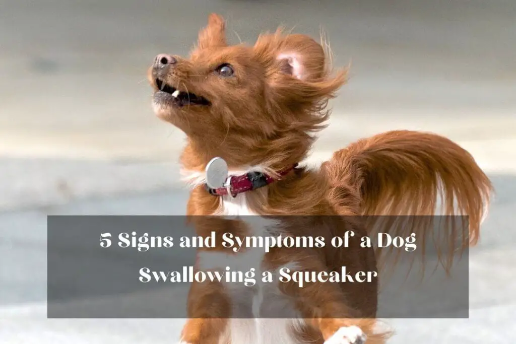 5 Signs and Symptoms of a Dog Swallowing a Squeaker