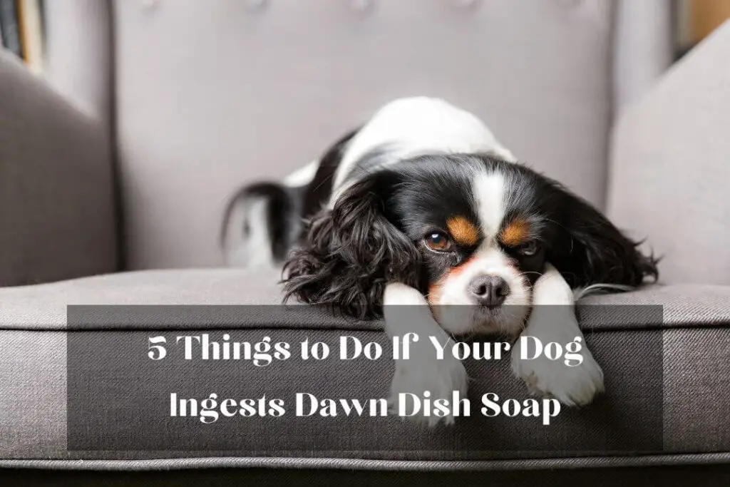 5 Things to Do If Your Dog Ingests Dawn Dish Soap